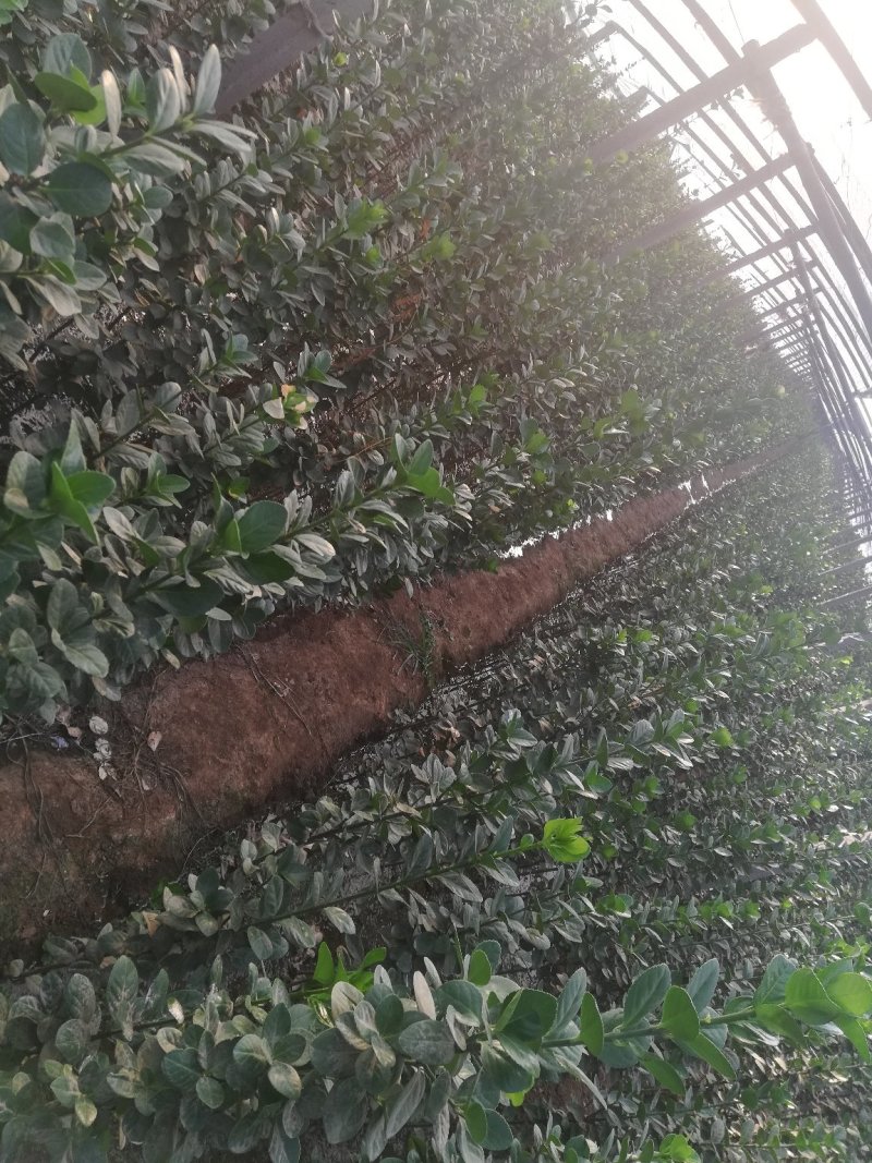 优质北海卫矛大量供应专注栽培20年，样像好，成活高，原产