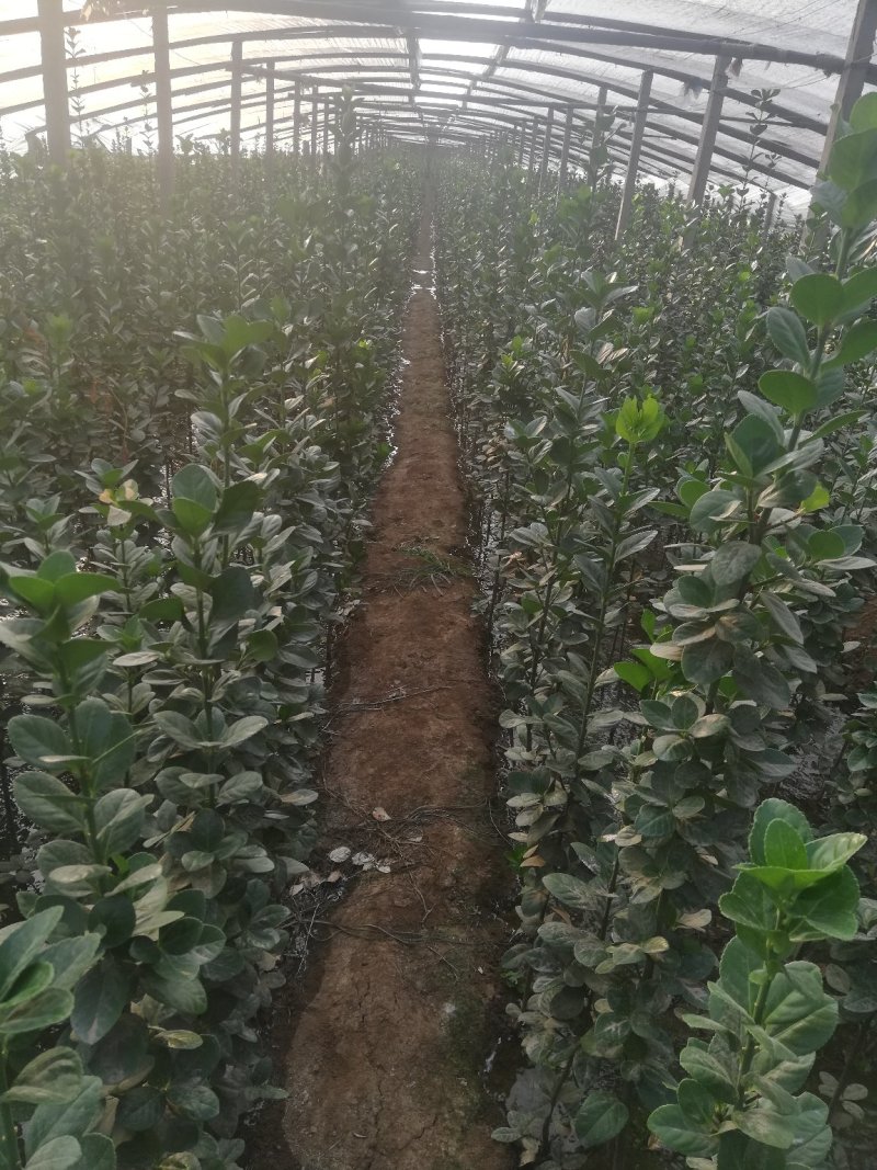 优质北海卫矛大量供应专注栽培20年，样像好，成活高，原产