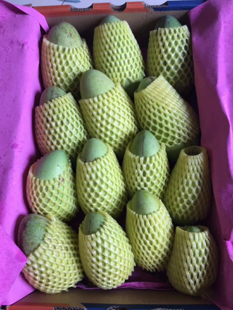 金黄小公果
