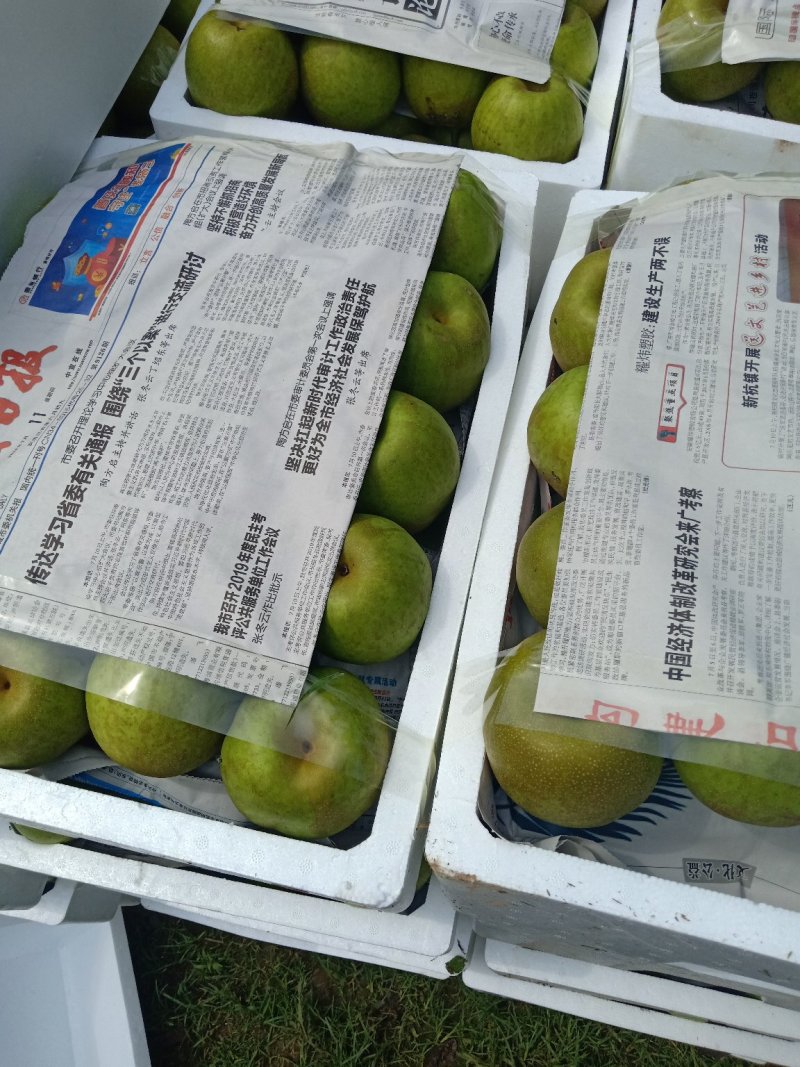 翠冠梨