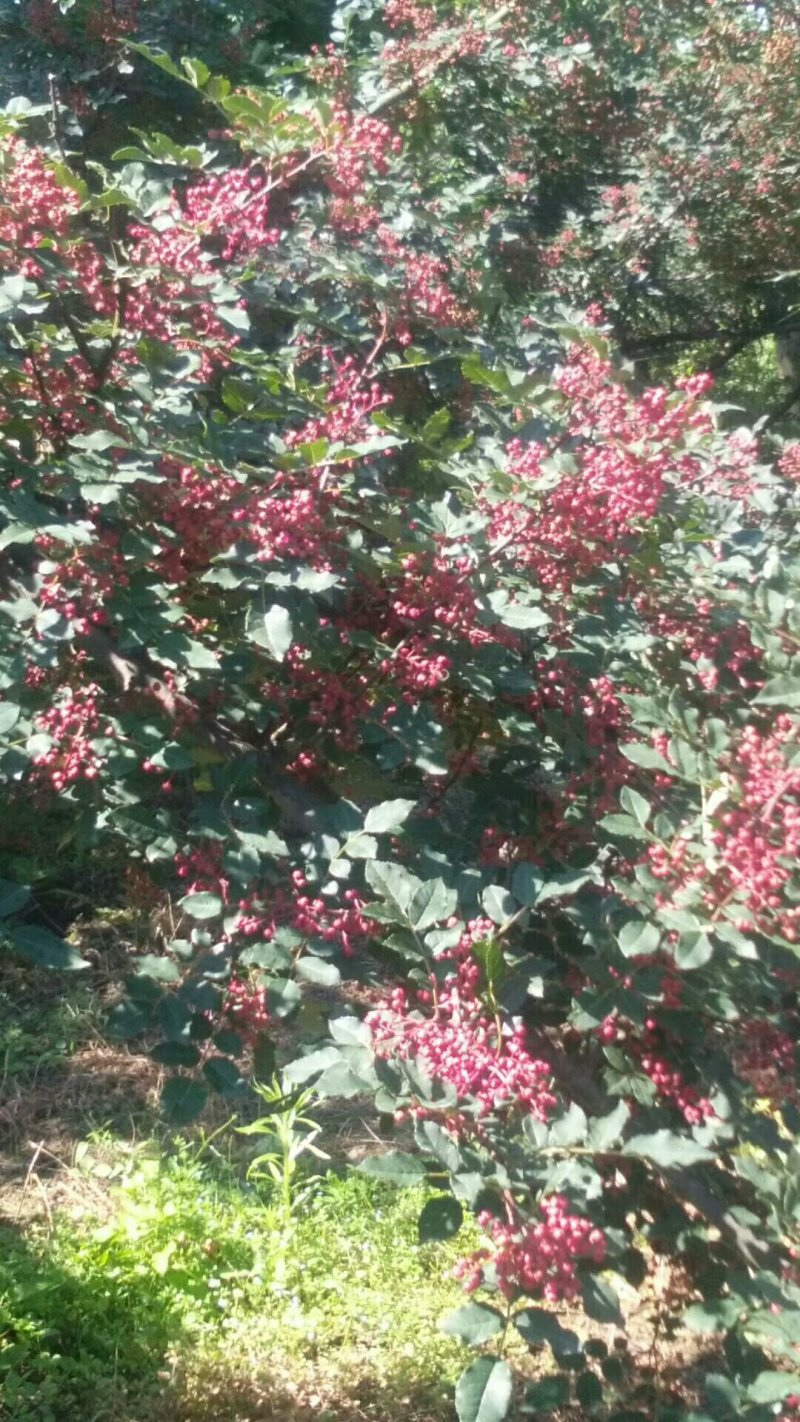 陕西凤县，大红袍花椒已经上市，花椒颗粒饱满，色泽鲜艳！