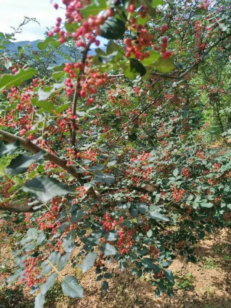 陕西凤县，大红袍花椒已经上市，花椒颗粒饱满，色泽鲜艳！