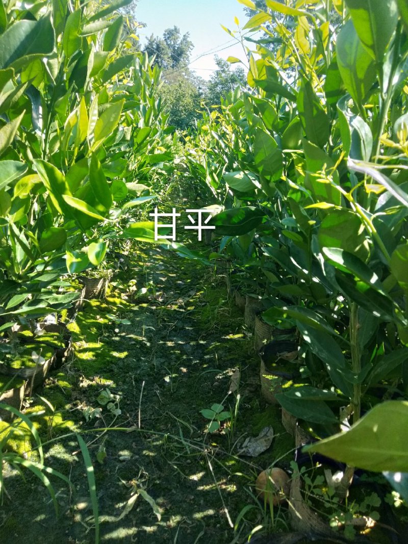 甘平柑橘苗，晚熟，糖度高，易薄皮，大果形，丰产量好。