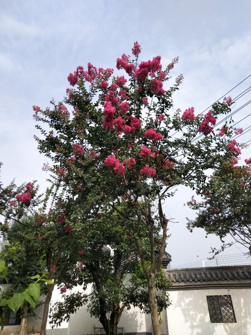 常年供应绿化苗木