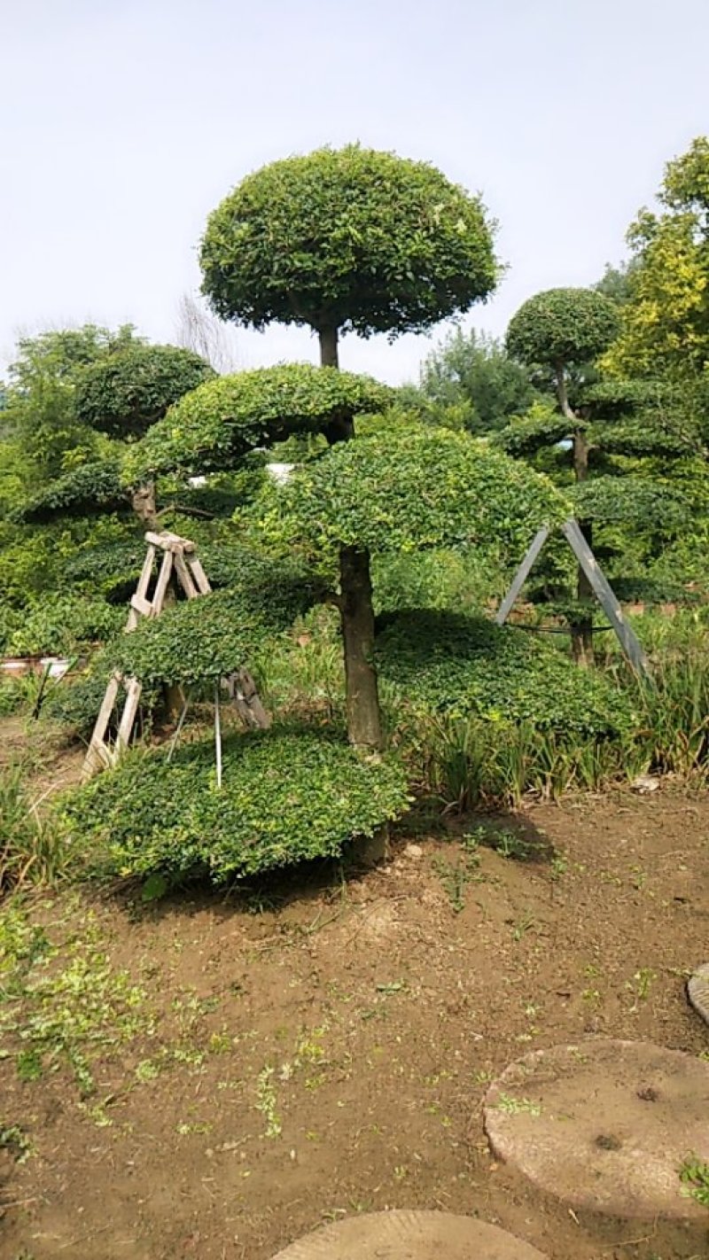 常年供应绿化苗木