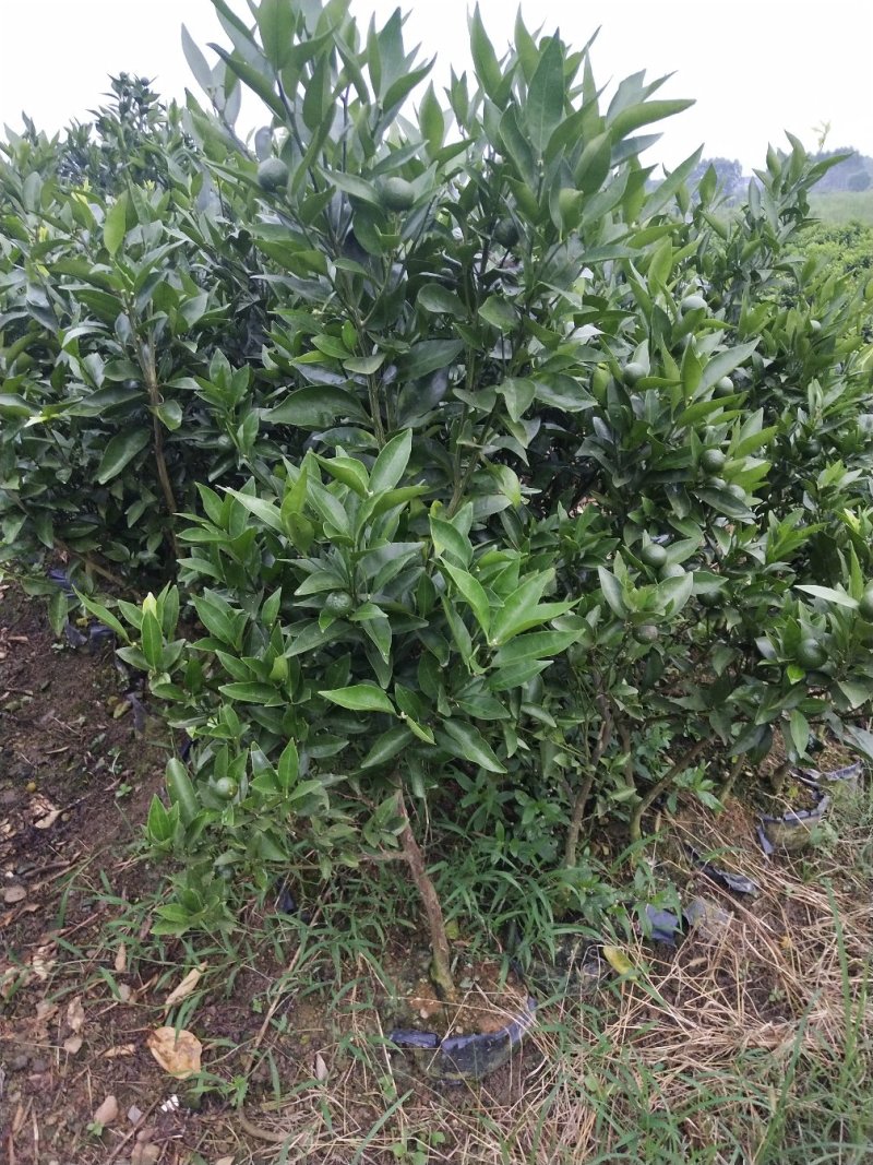 红橘苗东方红桔杯苗（大苗）