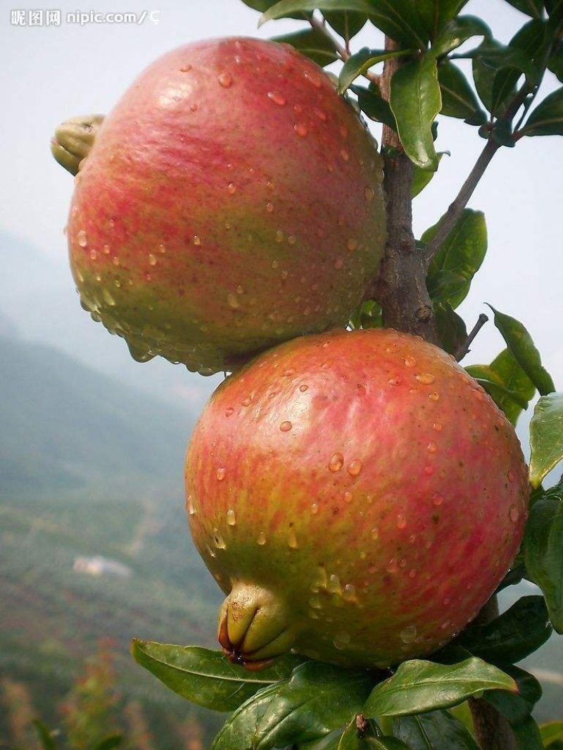软子石榴