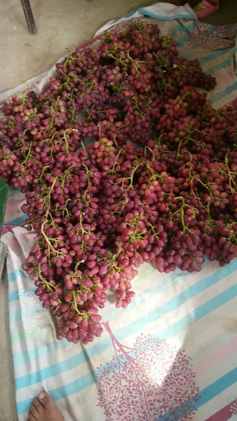 红太阳葡萄