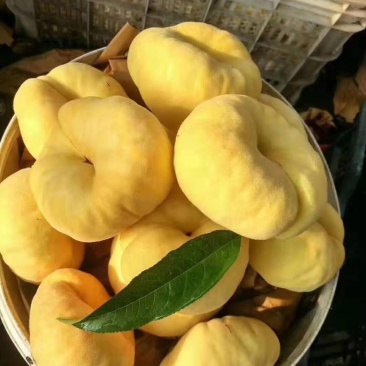 黄蟠桃