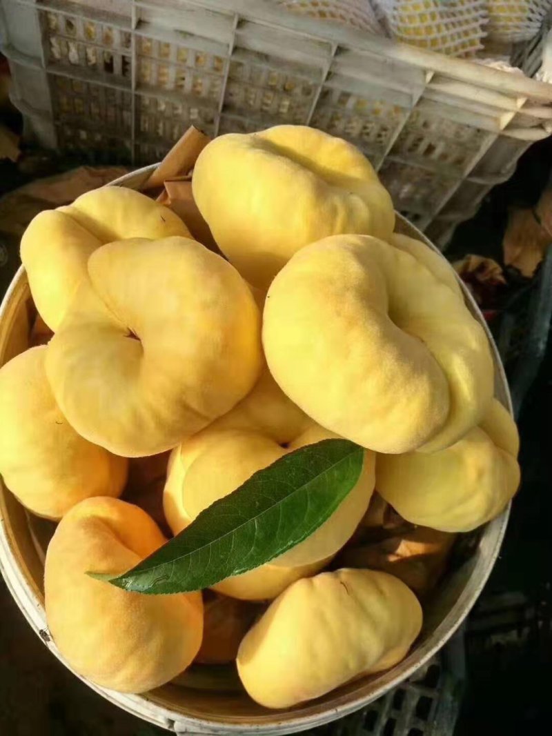 黄蟠桃
