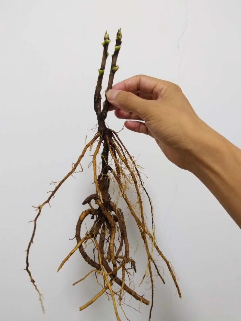 牡丹苗批发观赏牡丹基地牡丹嫁接小苗盆栽牡丹花菏泽牡丹