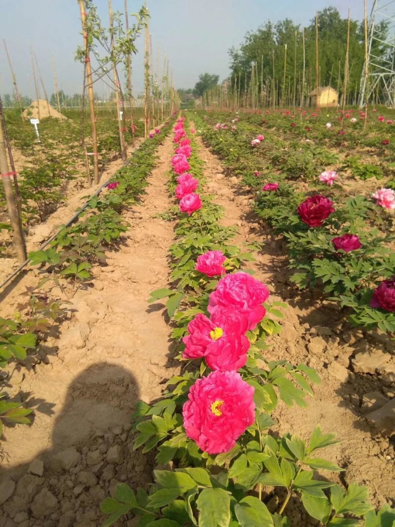 牡丹苗批发观赏牡丹基地牡丹嫁接小苗盆栽牡丹花菏泽牡丹