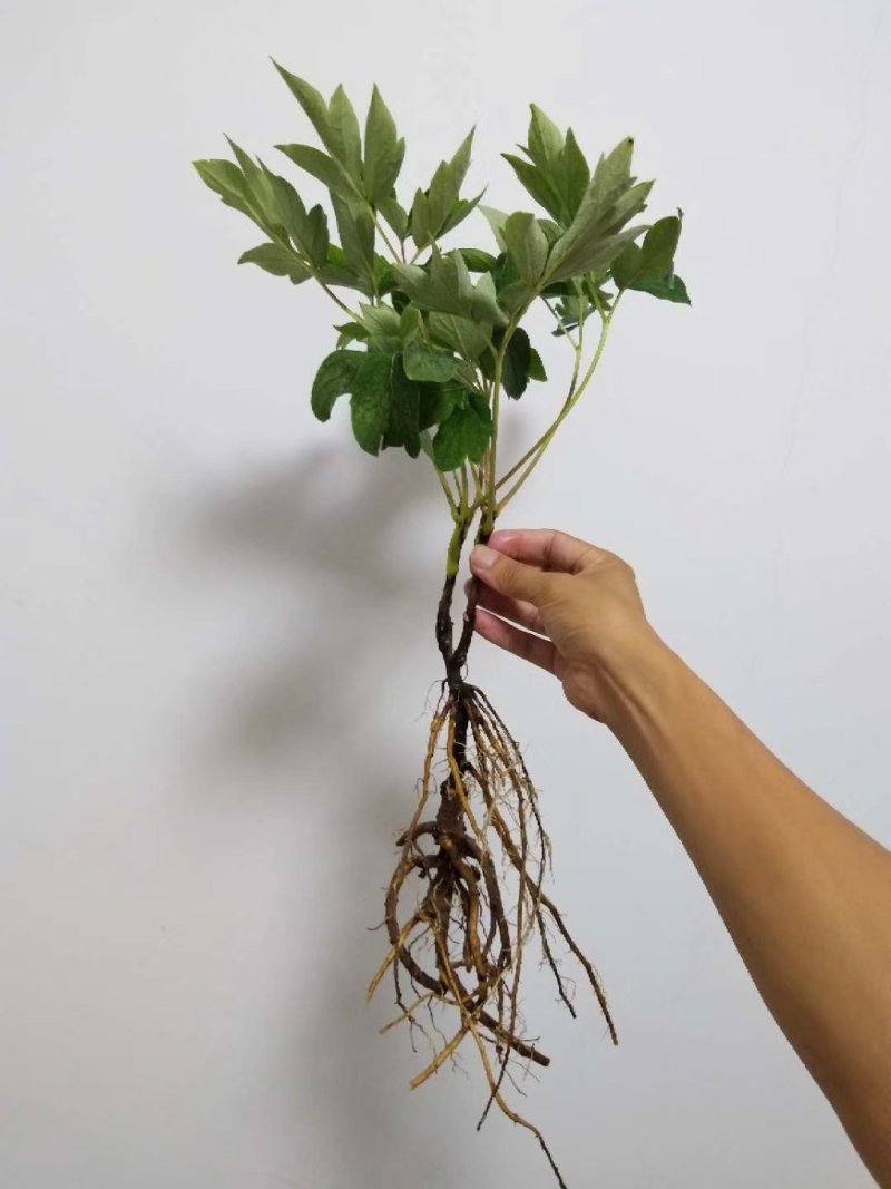 牡丹苗批发观赏牡丹基地牡丹嫁接小苗盆栽牡丹花菏泽牡丹