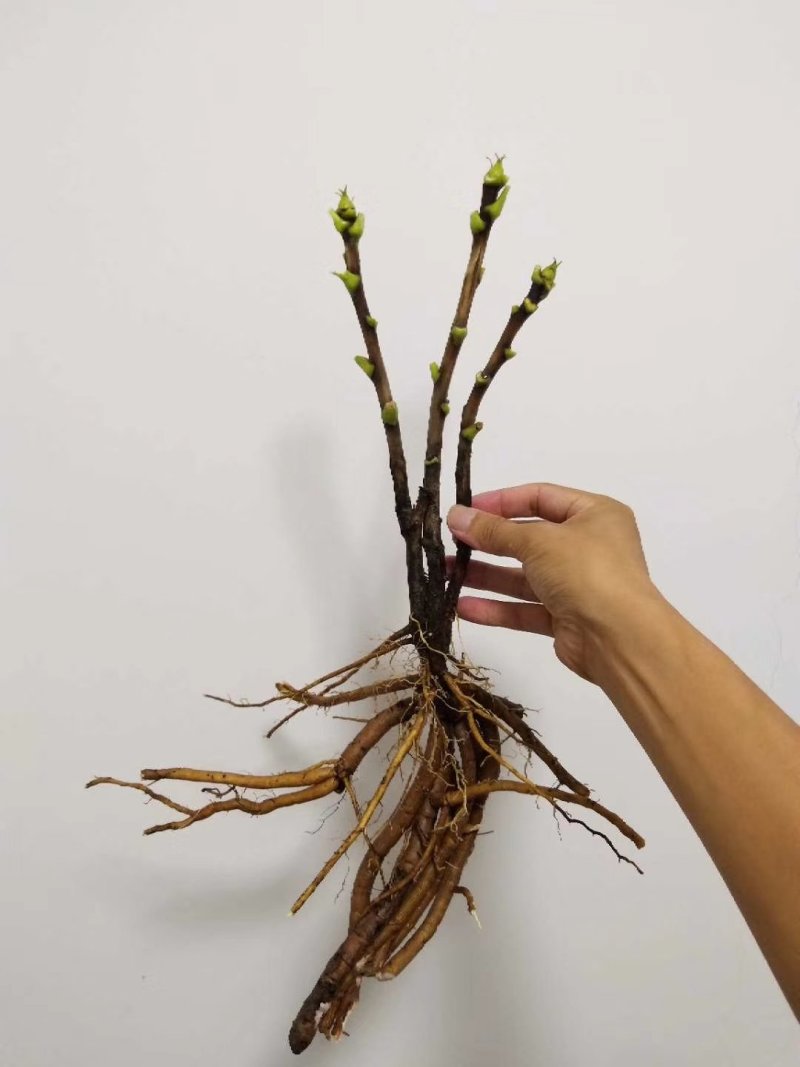 牡丹苗批发观赏牡丹基地牡丹嫁接小苗盆栽牡丹花菏泽牡丹