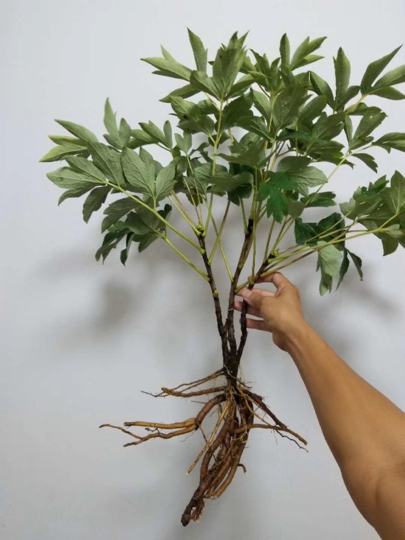 牡丹苗批发观赏牡丹基地牡丹嫁接小苗盆栽牡丹花菏泽牡丹