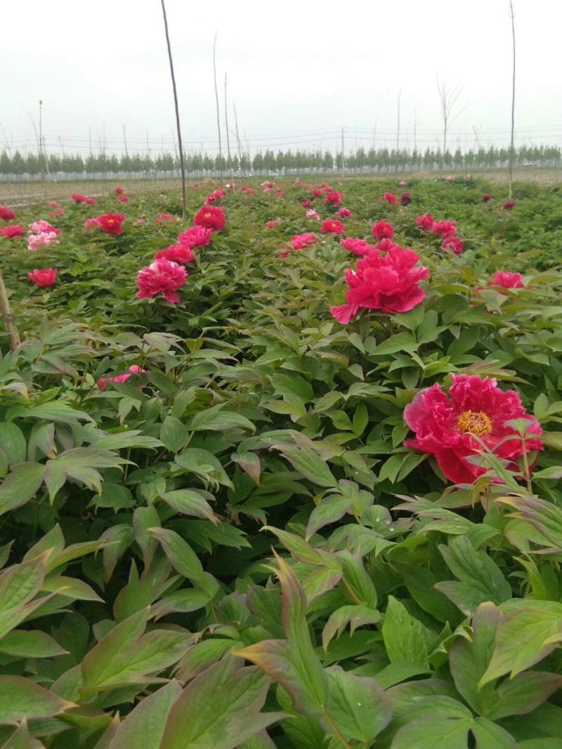 牡丹苗批发观赏牡丹基地牡丹嫁接小苗盆栽牡丹花菏泽牡丹