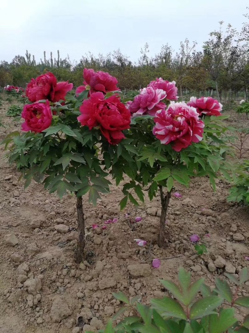 牡丹苗批发观赏牡丹基地牡丹嫁接小苗盆栽牡丹花菏泽牡丹