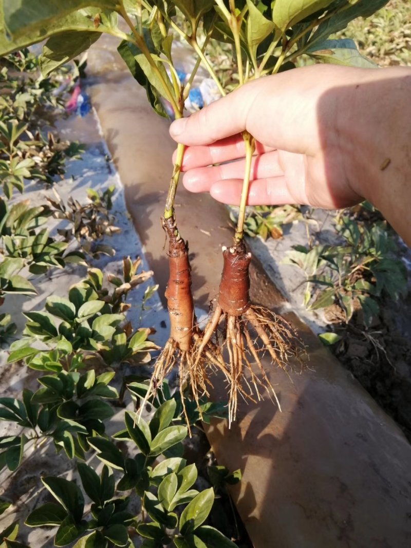 芍药苗白芍赤芍药用芍药苗油芍芍药基地芍药小苗