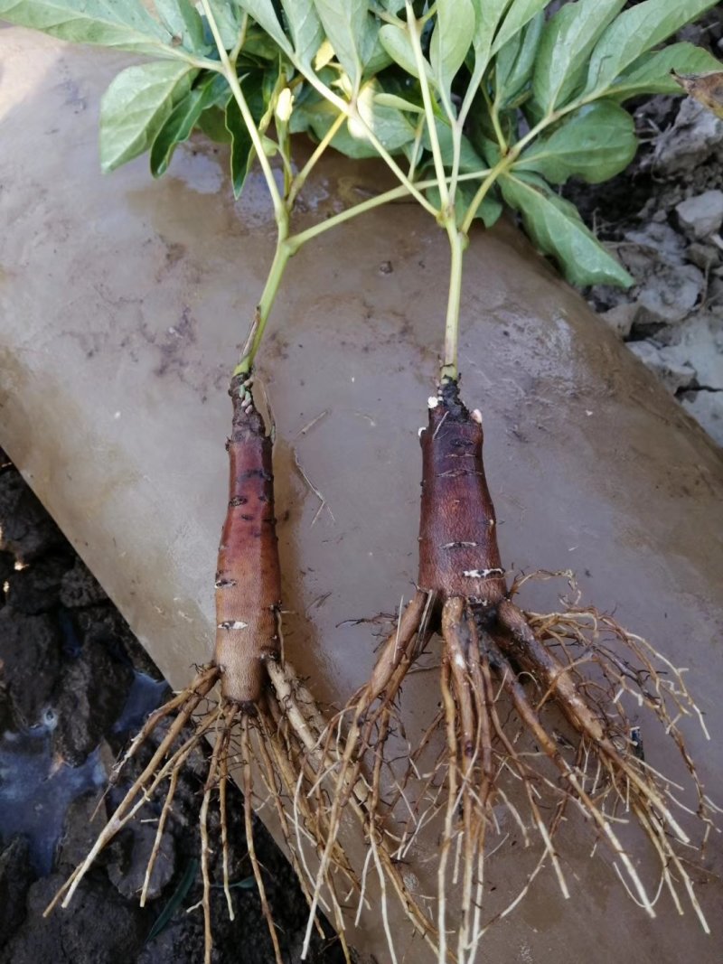 芍药苗白芍赤芍药用芍药苗油芍芍药基地芍药小苗