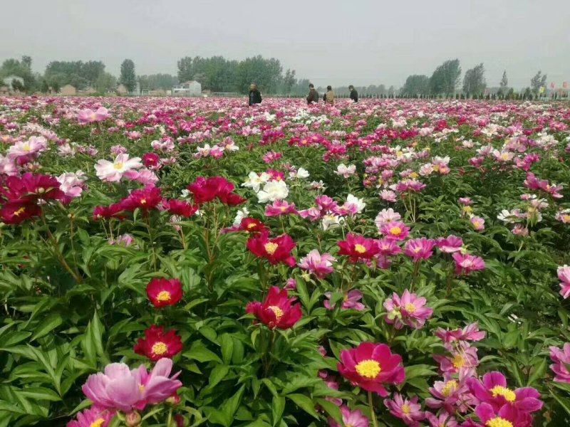 芍药苗白芍赤芍药用芍药苗油芍芍药基地芍药小苗