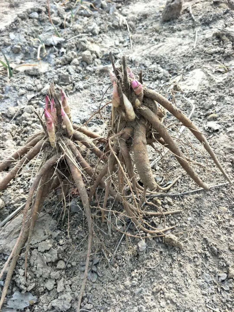 芍药苗白芍赤芍药用芍药苗油芍芍药基地芍药小苗