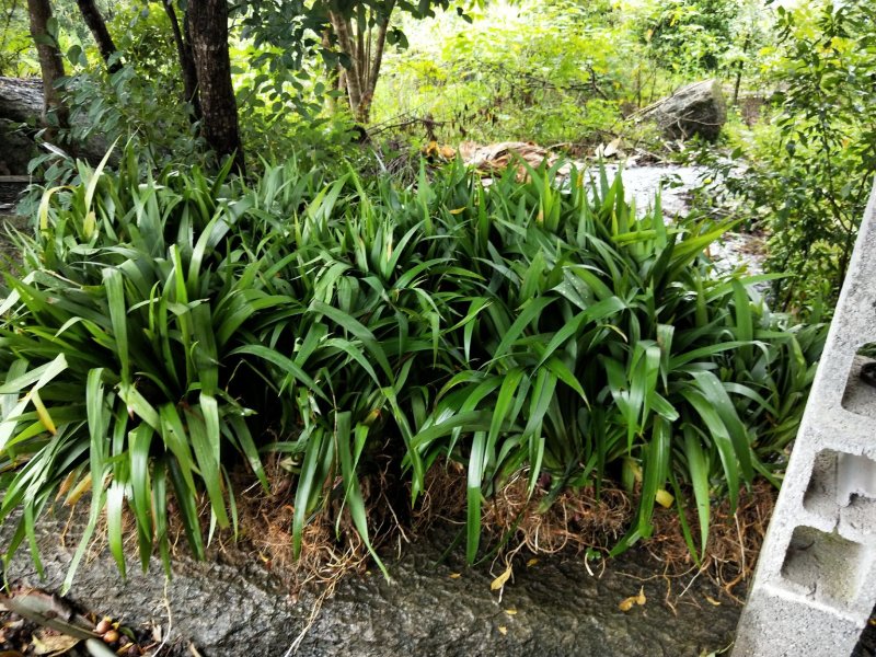 鸢尾不含盆(原生态蓝花鸢尾苗)