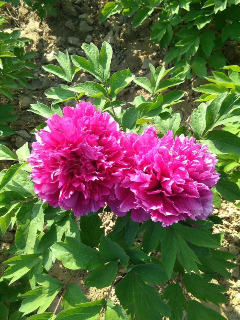 牡丹苗批发观赏牡丹基地牡丹嫁接小苗盆栽牡丹花菏泽牡丹