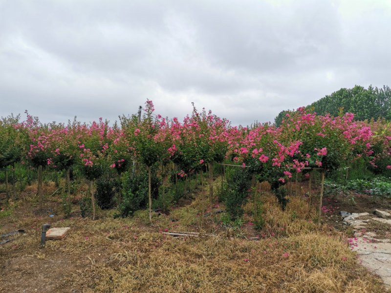 紫薇四川红花紫薇百日红美国红火箭红火球