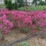 紫薇四川红花紫薇百日红美国红火箭红火球