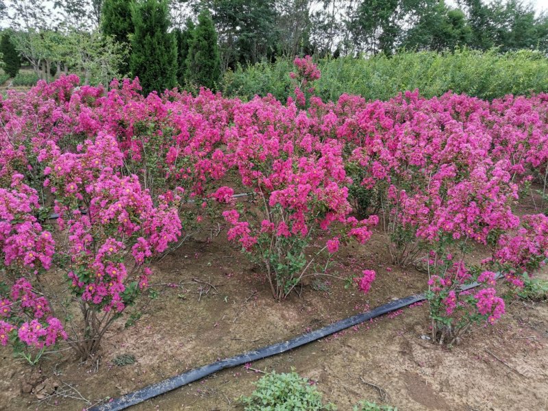 紫薇四川红花紫薇百日红美国红火箭红火球