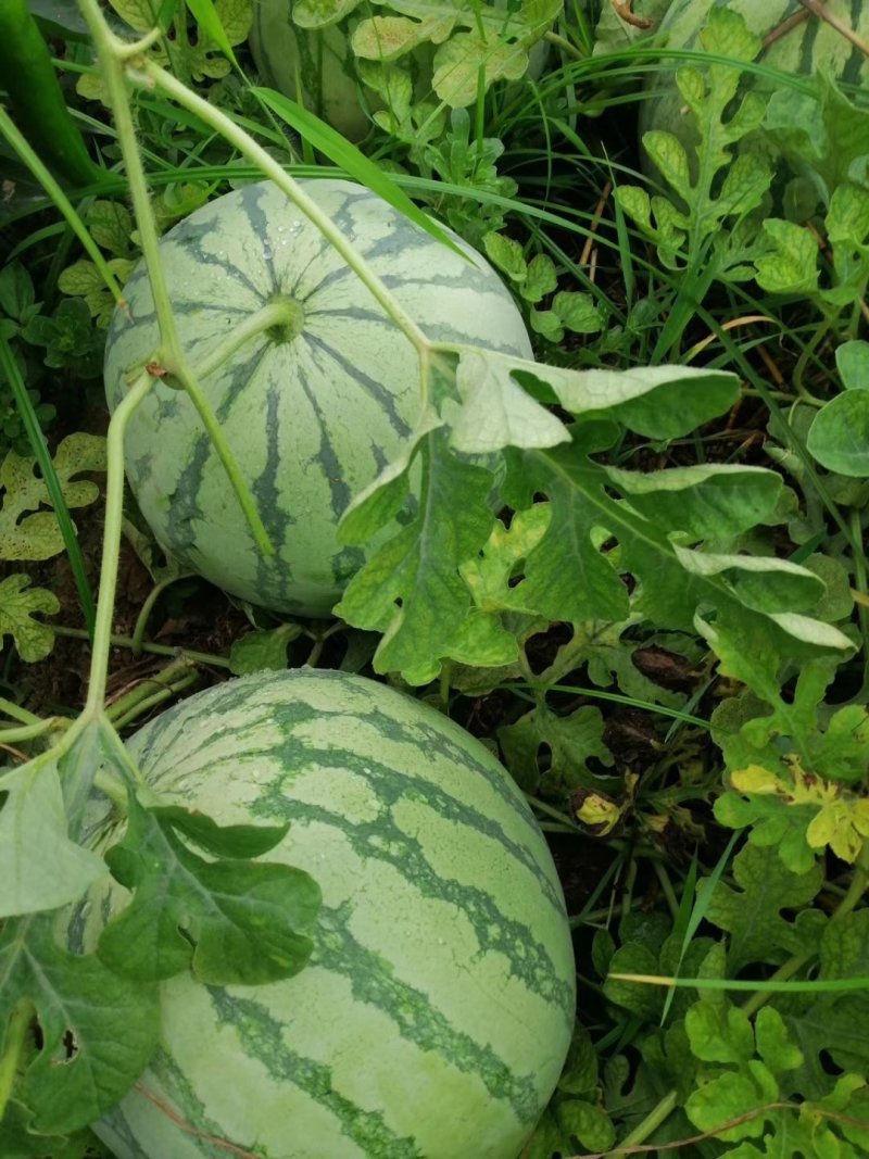 金花3号，金花无籽西瓜，麦茬头茬口感优，质量好，