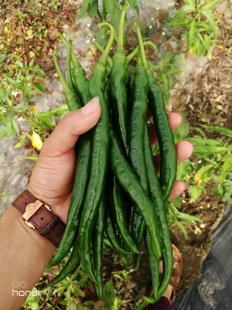 7号线椒#八号线椒，