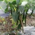 7号线椒#八号线椒，