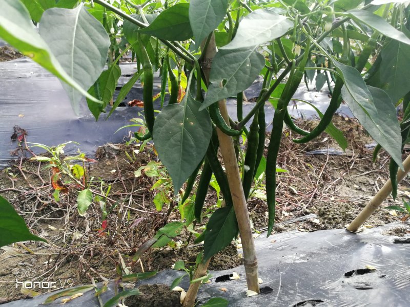 7号线椒#八号线椒，