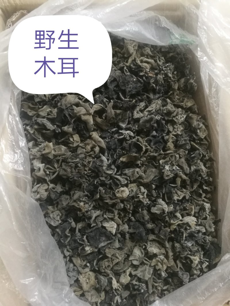 神农架野生木耳
