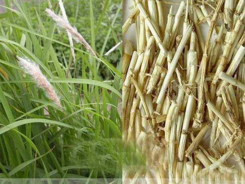 白毛根，丝毛草根
