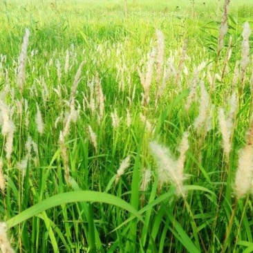 白毛根，丝毛草根