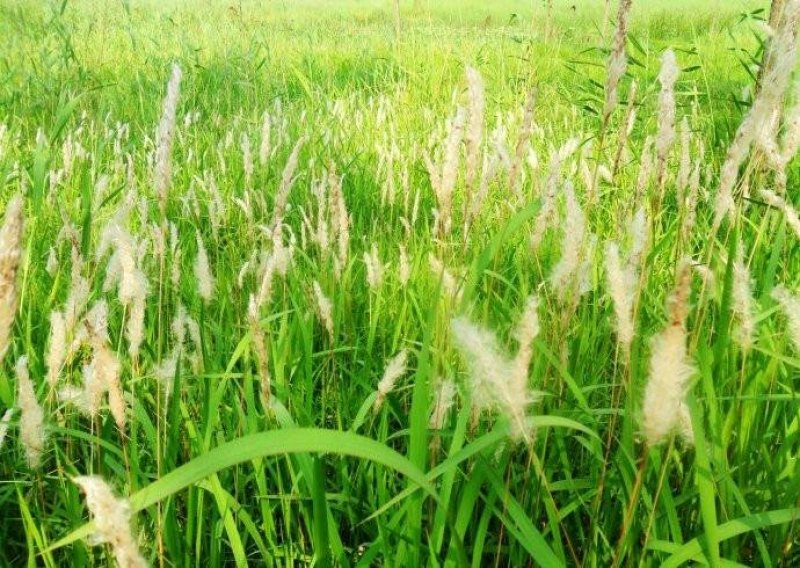 白毛根，丝毛草根