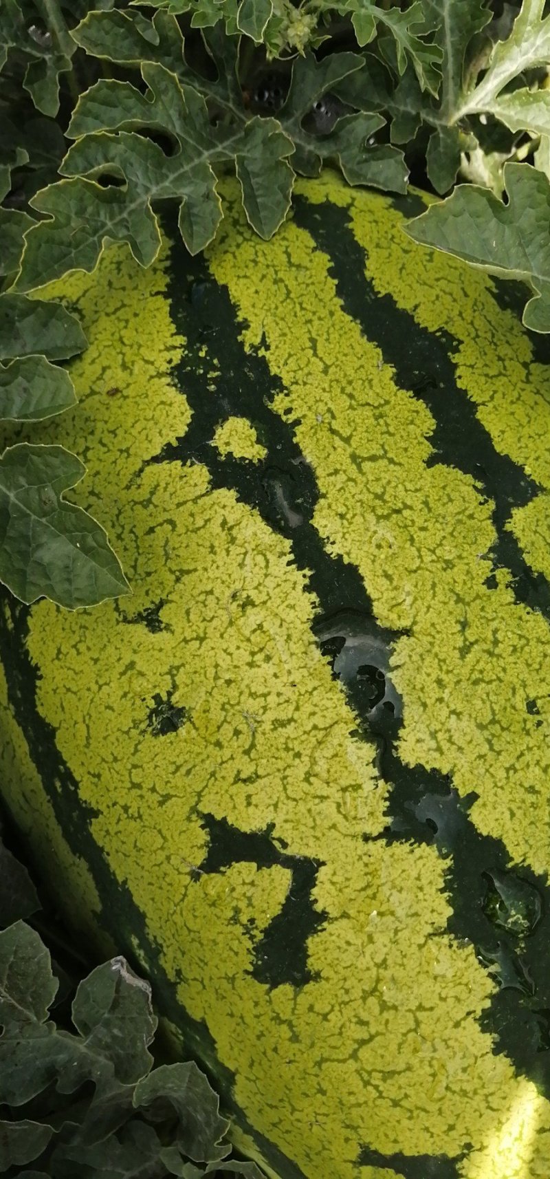 硒砂瓜