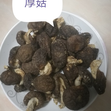 神农架野生厚菇