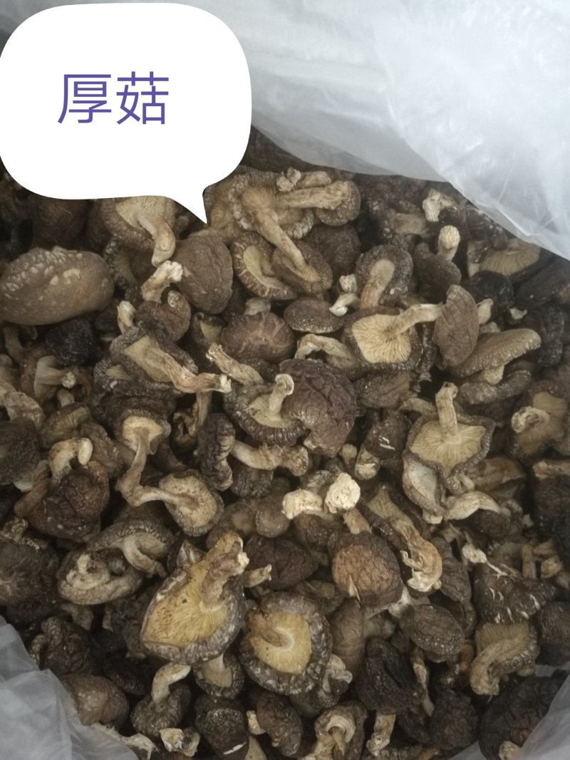 神农架野生厚菇