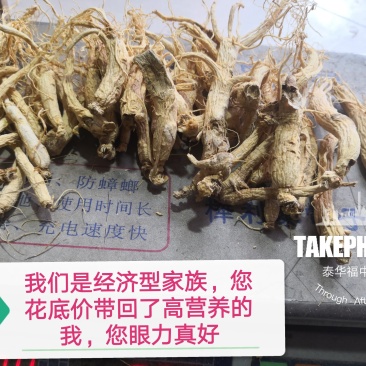 【聚便宜】残参性价比高包邮生晒参白参人参长白山吉林