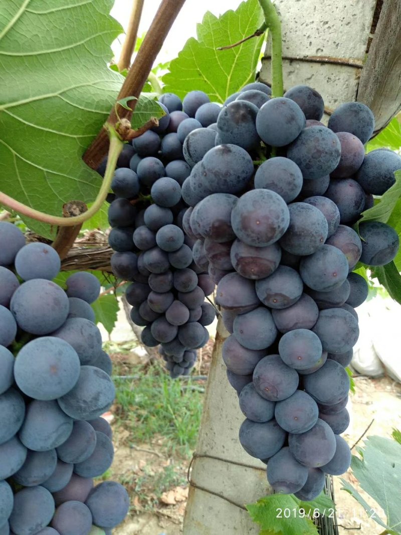 无核珍珠葡萄