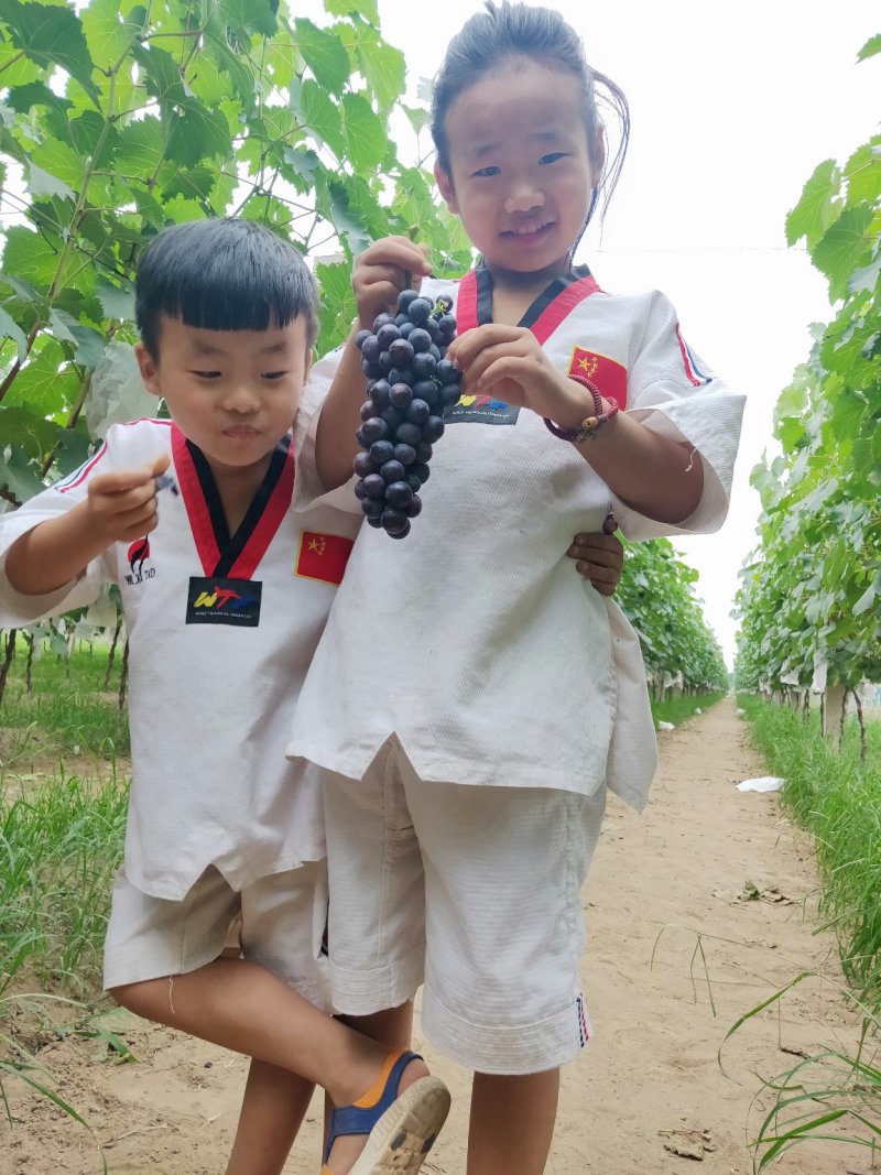 无核珍珠葡萄
