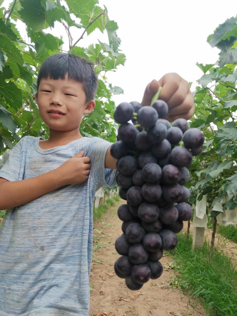 无核珍珠葡萄