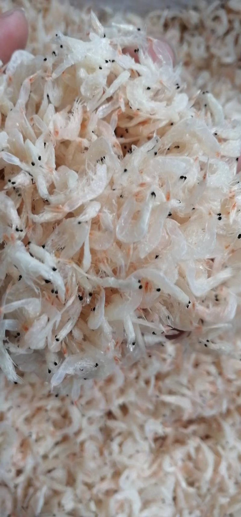 无盐淡干虾皮