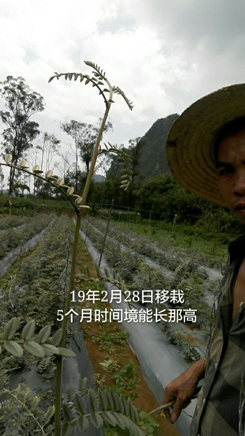 山豆根种子