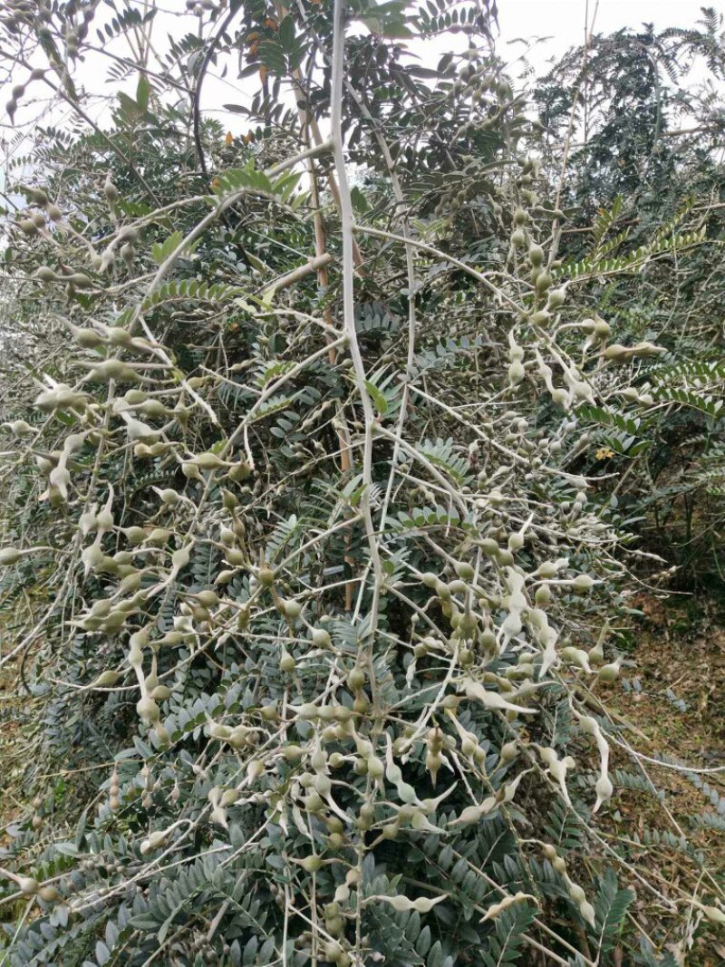 山豆根种子