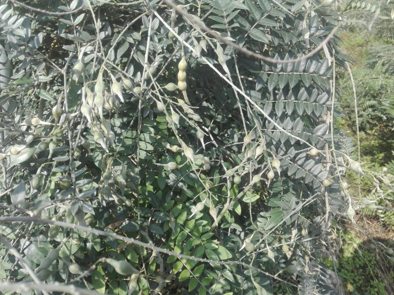 山豆根种子