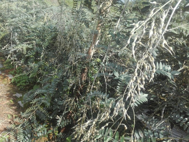 山豆根种子